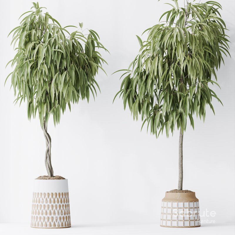 Indoor plant set 39 Image 4