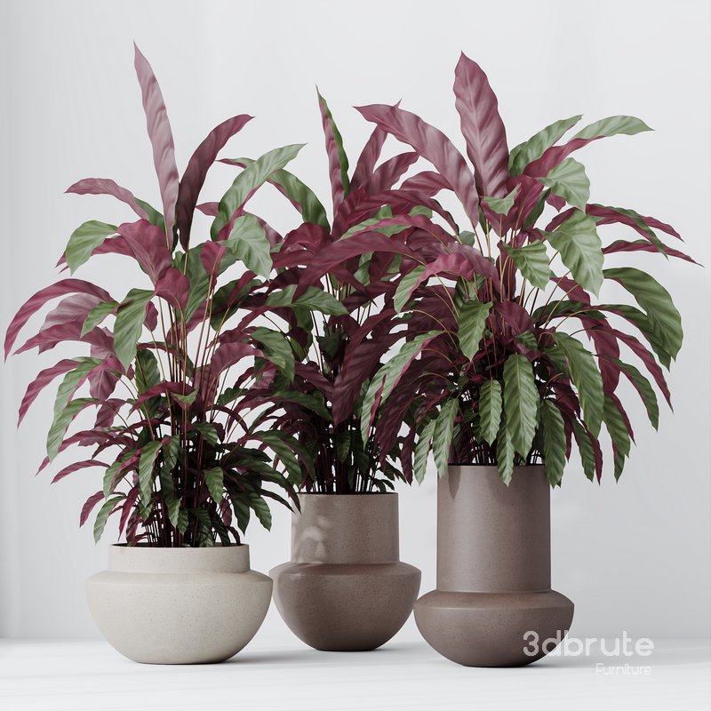 HousePlants Calathea Rufibarba Elbergrass Velvet Affordable Image 2