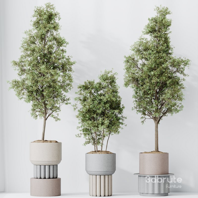 HousePlants Mission Kalamata Leccino Arbequina Wilsonii Chemlali Olive Set13 Image 3