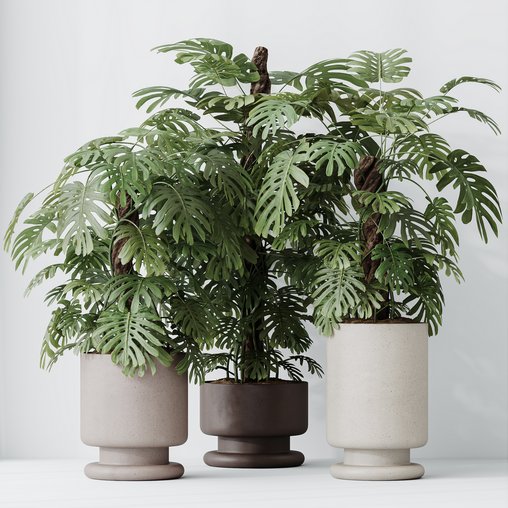 HousePlants Elegant Monstera Deliciosa Large Leaf Form Swiss Cheese Set02