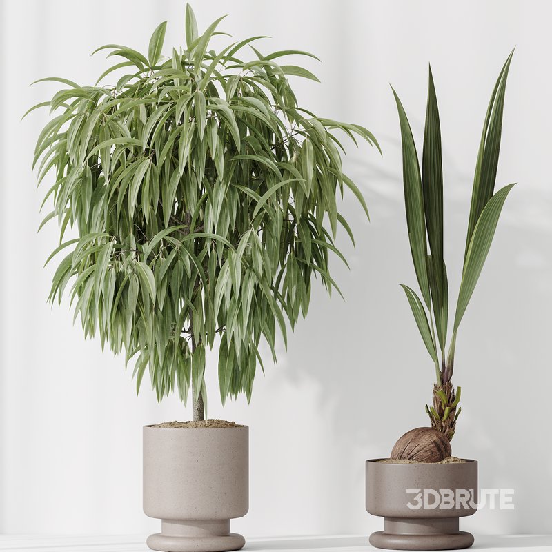 Indoor plant set 53 Image 4