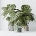 HousePlants Elegant Monstera Deliciosa Large Leaf Form Swiss Cheese Set03 - Thumbnail 5