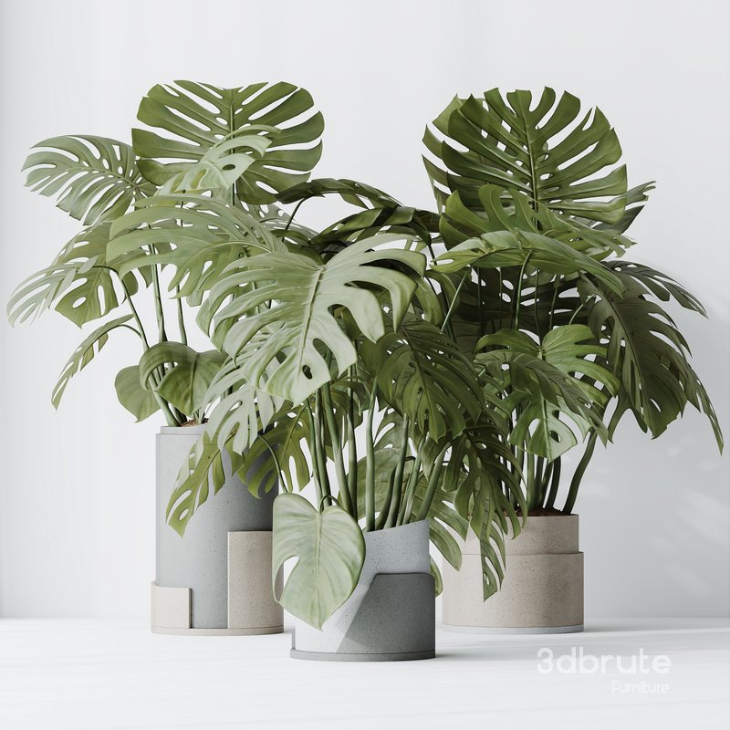 HousePlants Elegant Monstera Deliciosa Large Leaf Form Swiss Cheese Set03 Image 5