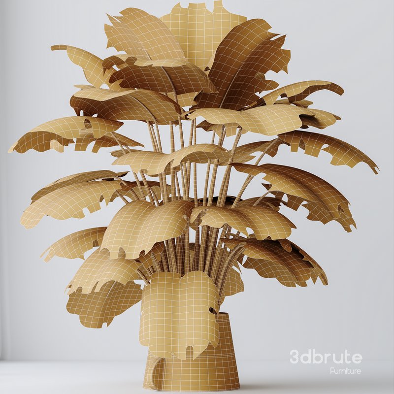 HousePlants Elegant Monstera Deliciosa Large Leaf Form Swiss Cheese Set04 Image 4