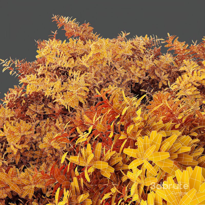 HQ Plants Abelia X Grandiflora Red Glossy Radiance Sherwood Image 4