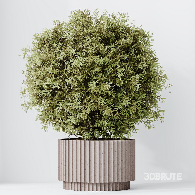 Indoor plant set 55 Image 3