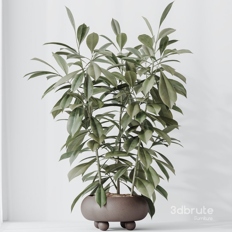 Indoor plant set 36 Image 5