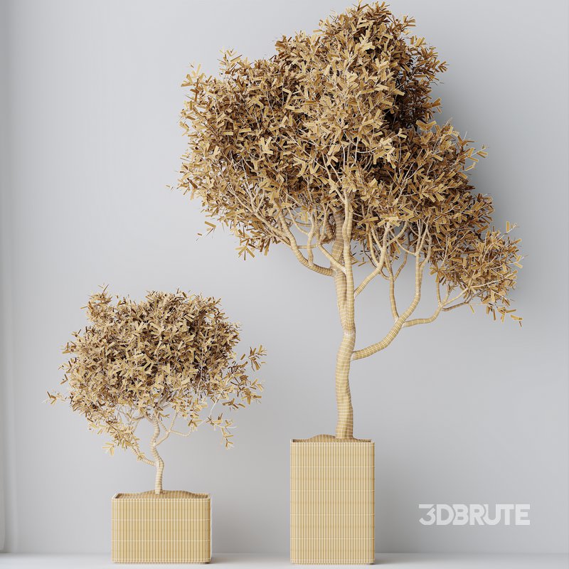 HQ HousePlants Mission Kalamata Leccino Arbequina Wilsonii Chemlali Olive Set 23 Image 2