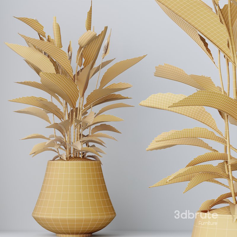 HQ HousePlants Spathiphyllum Wallisii Bellini Peace Lily Domino Image 5