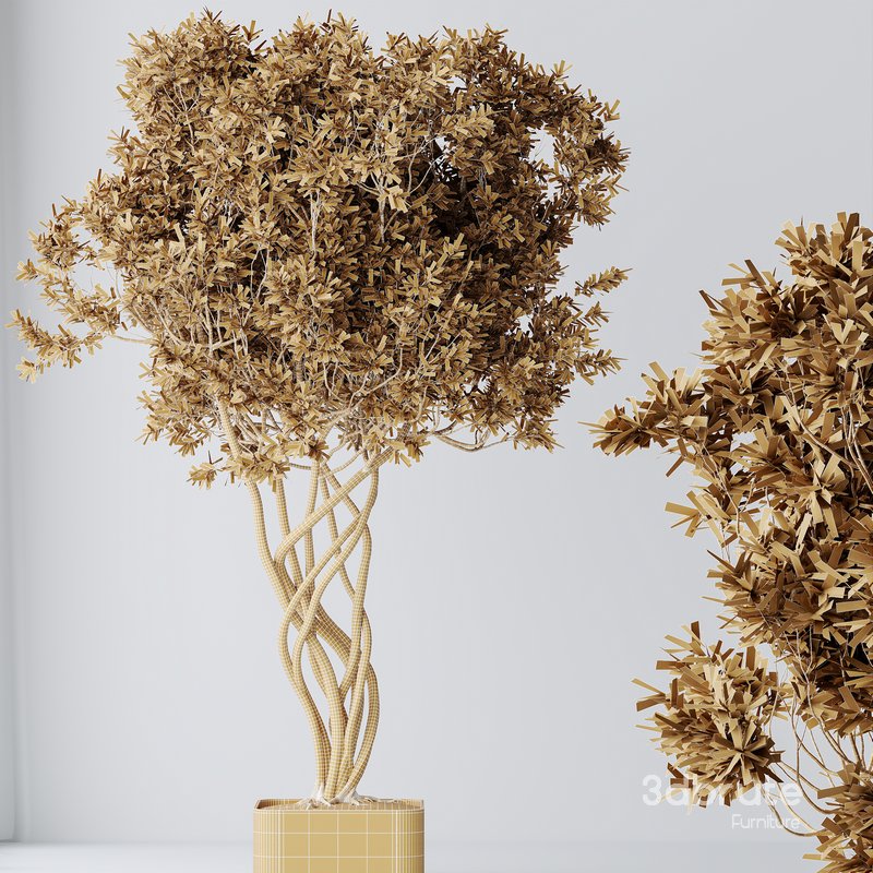 HQ HousePlants Mission Kalamata Leccino Arbequina Wilsonii Chemlali Olive Set16 Image 4