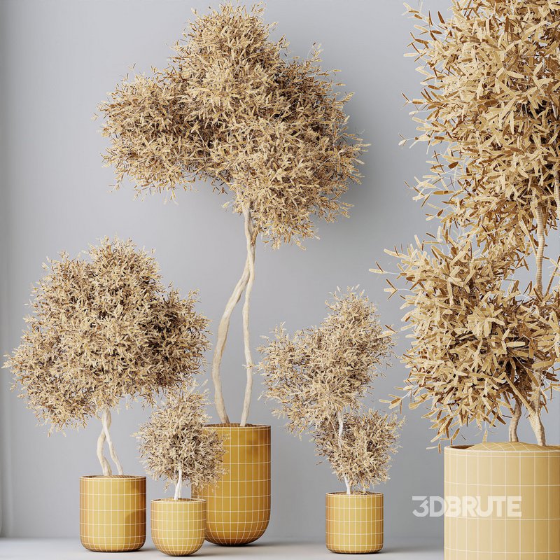 HQ HousePlants Mission Kalamata Leccino Arbequina Wilsonii Chemlali Olive Set 20 Image 4