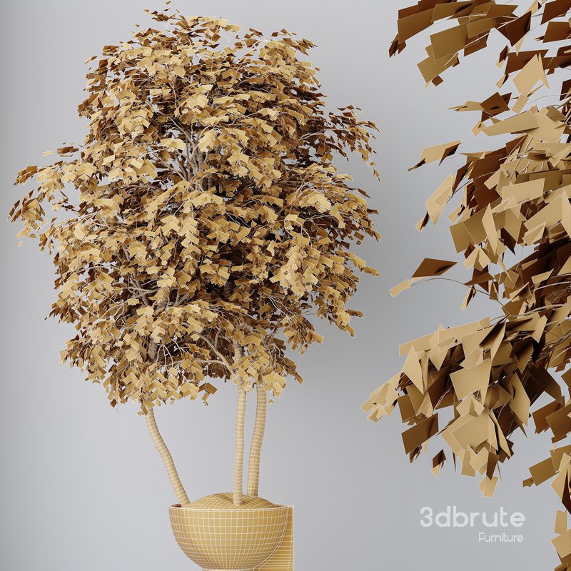 HousePlants Mission Kalamata Leccino Arbequina Wilsonii Chemlali Olive Set15 Image 5