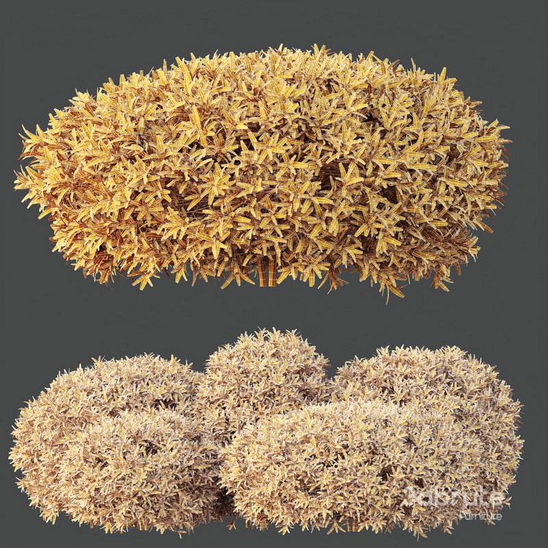 HQ Plants Phillyrea Angustifolia Rosemarinifolia Nana Architectural Image 3