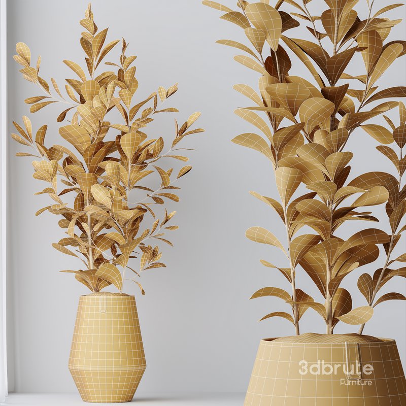 HousePlants Elegant Monstera Deliciosa Large Leaf Form Swiss Cheese Set04 Image 4