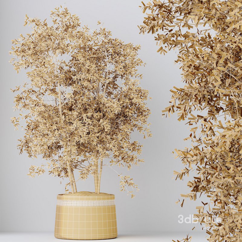 HousePlants Mission Kalamata Leccino Arbequina Wilsonii Chemlali Olive Set12 Image 4