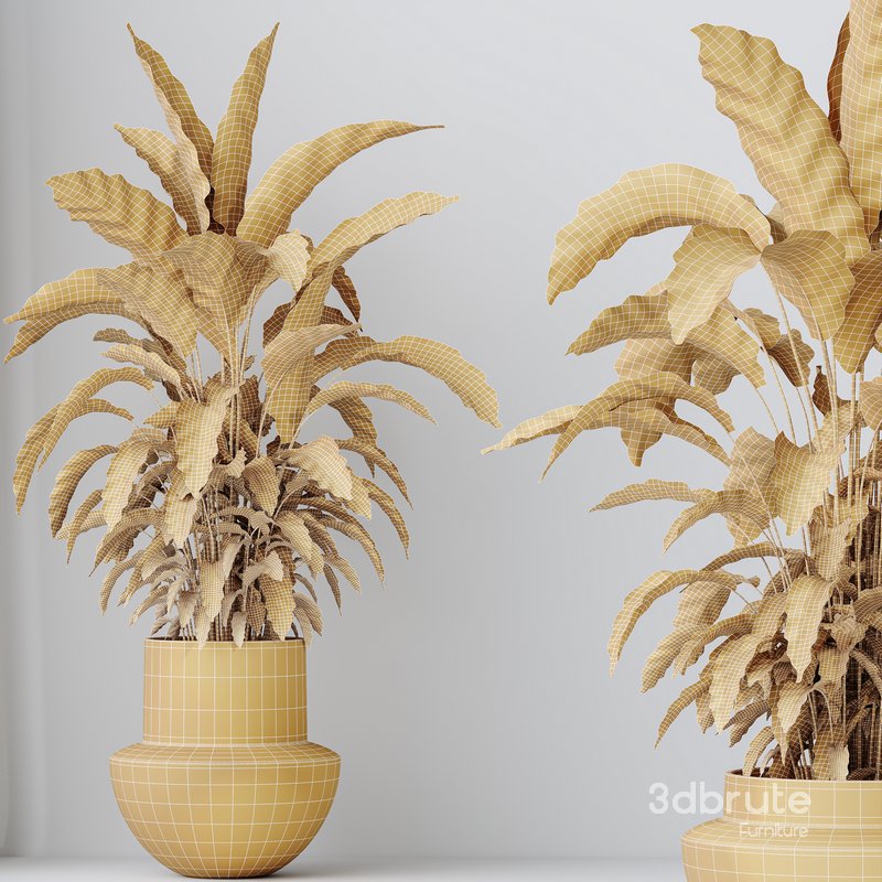 HousePlants Calathea Rufibarba Elbergrass Velvet Affordable Image 3