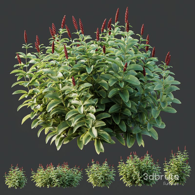 HQ Plants Costus Speciosus Bulbs Crape Malay Ginger Image 5