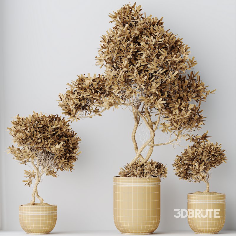 HQ HousePlants Mission Kalamata Leccino Arbequina Wilsonii Chemlali Olive Set 22 Image 4