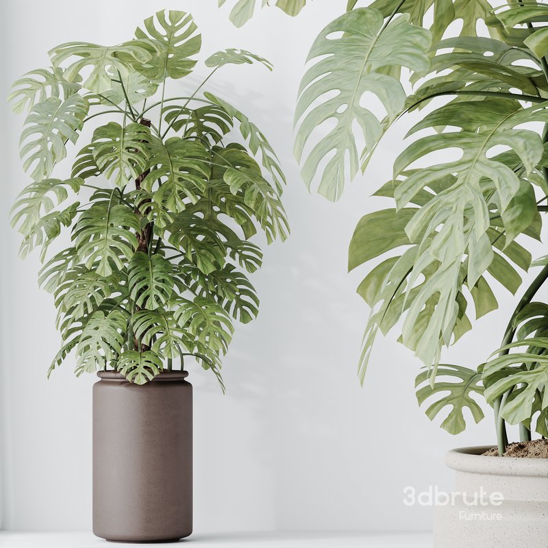 Indoor plant set 38 Image 3