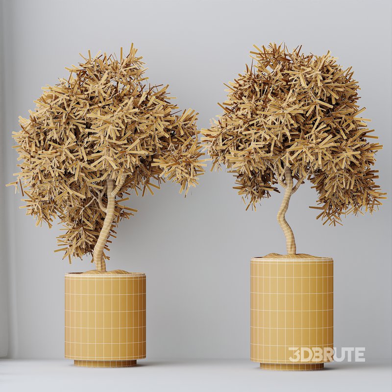 HQ HousePlants Mission Kalamata Leccino Arbequina Wilsonii Chemlali Olive Set 24 Image 3