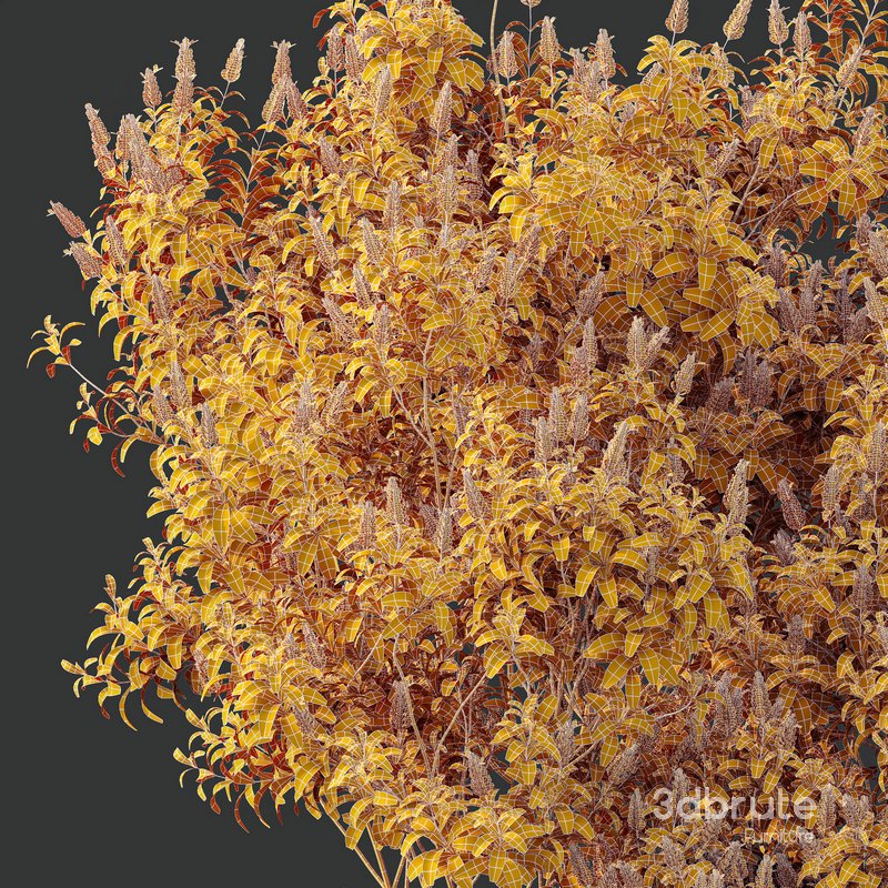 HQ Plants Kapebonavista Pachystachys Lutea Golden Shrimp Image 4