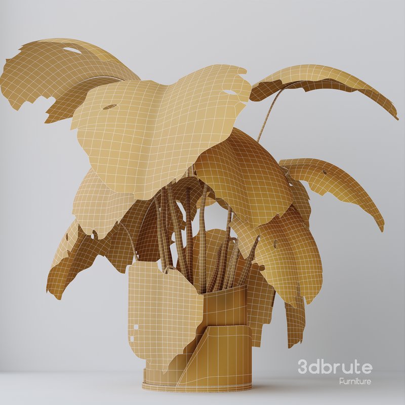 HousePlants Elegant Monstera Deliciosa Large Leaf Form Swiss Cheese Set03 Image 6