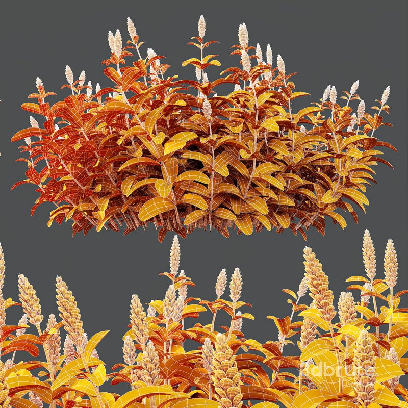 HQ Plants Costus Speciosus Bulbs Crape Malay Ginger Image 6