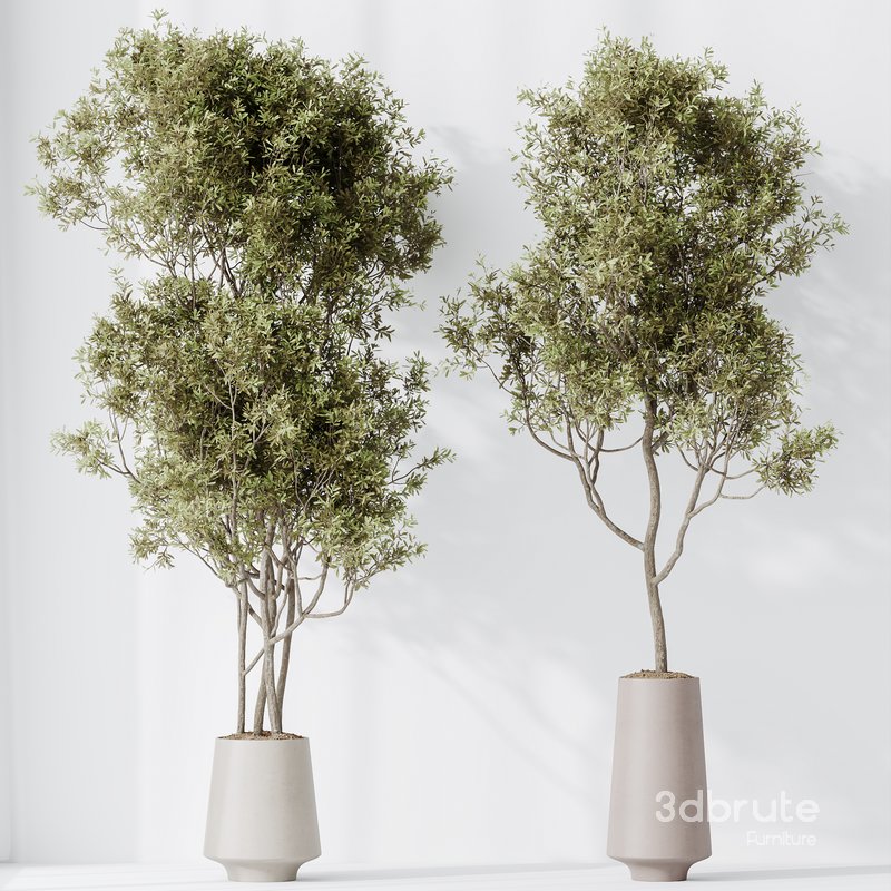 Indoor plant set 45 Image 2