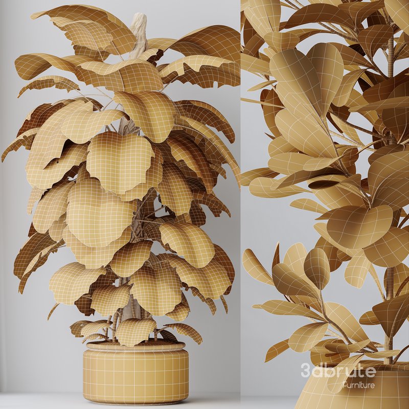 Indoor plant set 38 Image 5