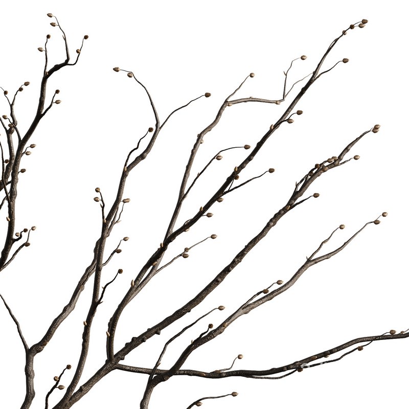 Indoor Plant 07 Image 4