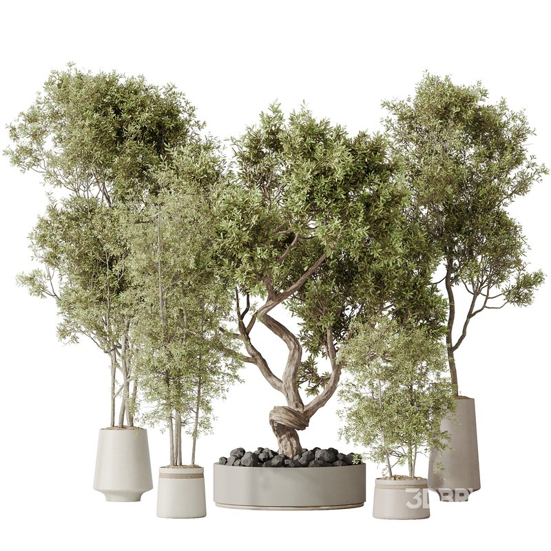 Indoor plant set 67 Image 1