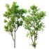Celtis Australis 04 - Thumbnail 1