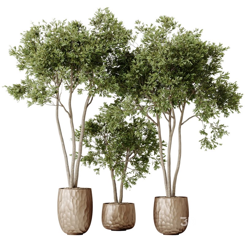 HQ HousePlants Mission Kalamata Leccino Arbequina Wilsonii Chemlali Olive Set 26 Image 1