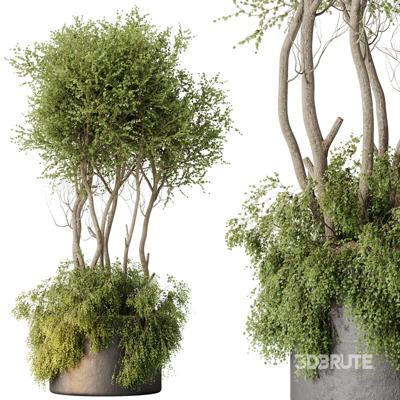 HQ HousePlants Mission Kalamata Leccino Arbequina Wilsonii Chemlali Olive Set 27 Image 1