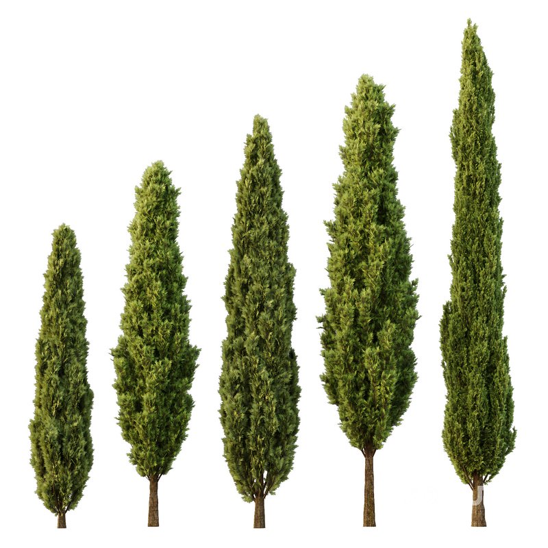 Italian Cypress12 Image 1