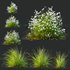 Libertia Grandiflora Grass and Carex Elata Aurea Grass - Thumbnail 1