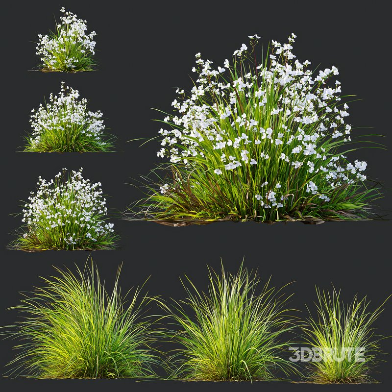 Libertia Grandiflora Grass and Carex Elata Aurea Grass Image 1