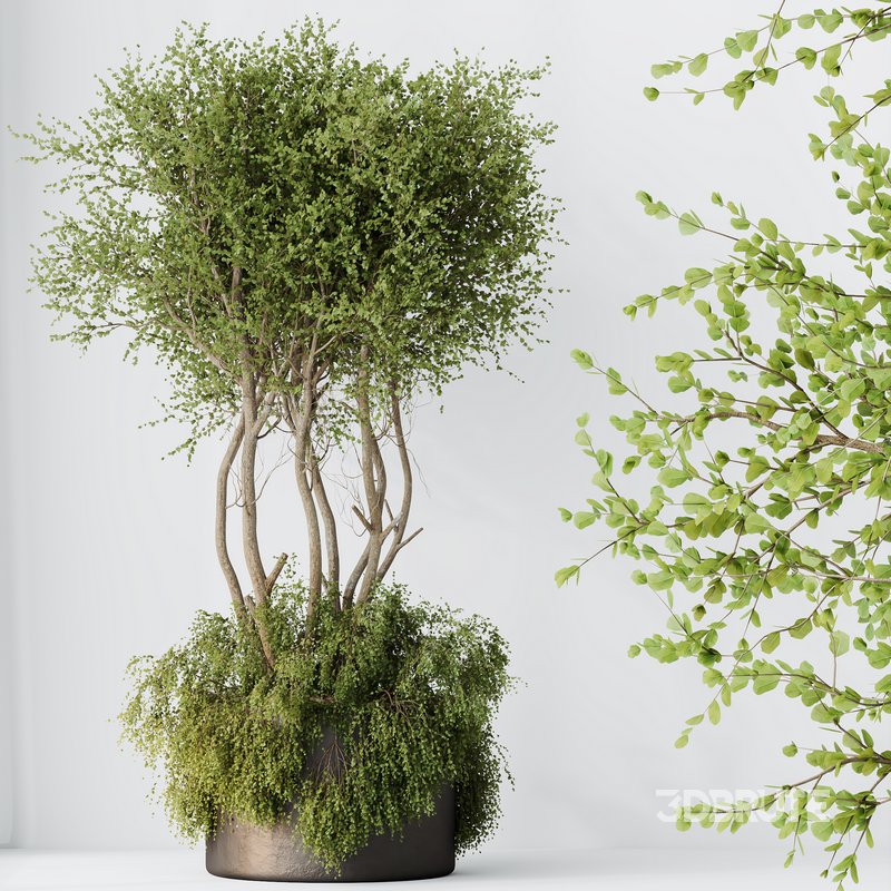 HQ HousePlants Mission Kalamata Leccino Arbequina Wilsonii Chemlali Olive Set 27 Image 2