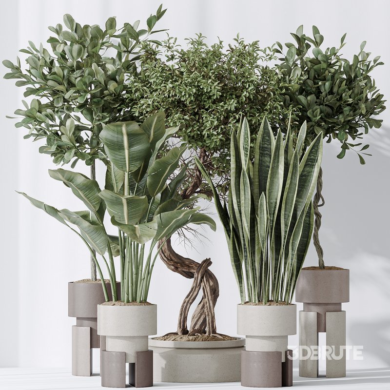 Indoor plant set 57 Image 7