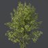 spring trees Alnus glutinosa - Thumbnail 2