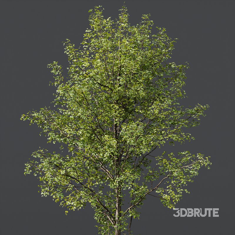 spring trees Alnus glutinosa Image 2