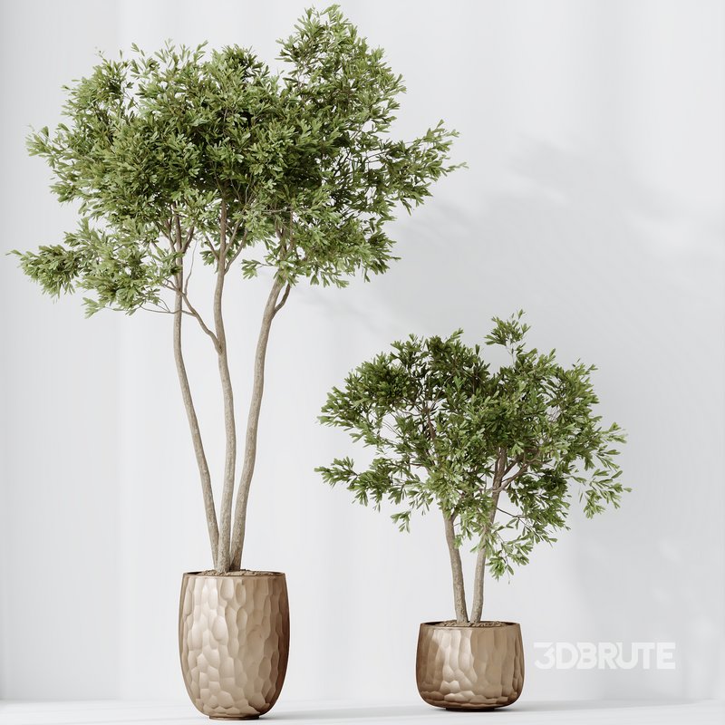 HQ HousePlants Mission Kalamata Leccino Arbequina Wilsonii Chemlali Olive Set 26 Image 2