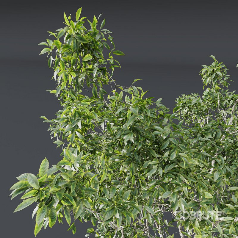 Castanea Sativa03 Image 3