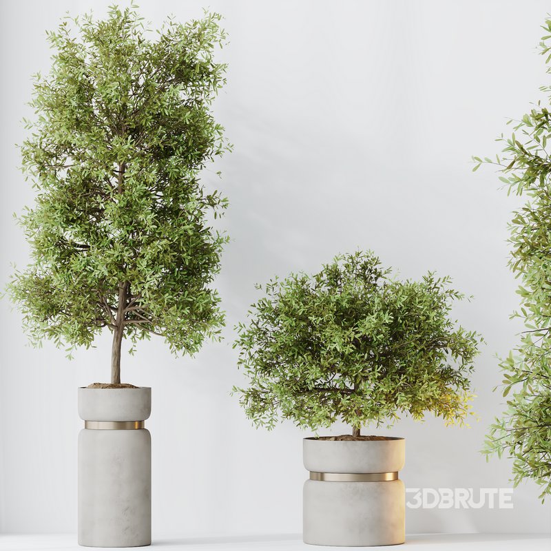 HQ HousePlants Mission Kalamata Leccino Arbequina Wilsonii Chemlali Olive Set 30 Image 2