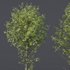 spring trees Alnus Glutinosa and Acer Pseudoplatanus - Thumbnail 5