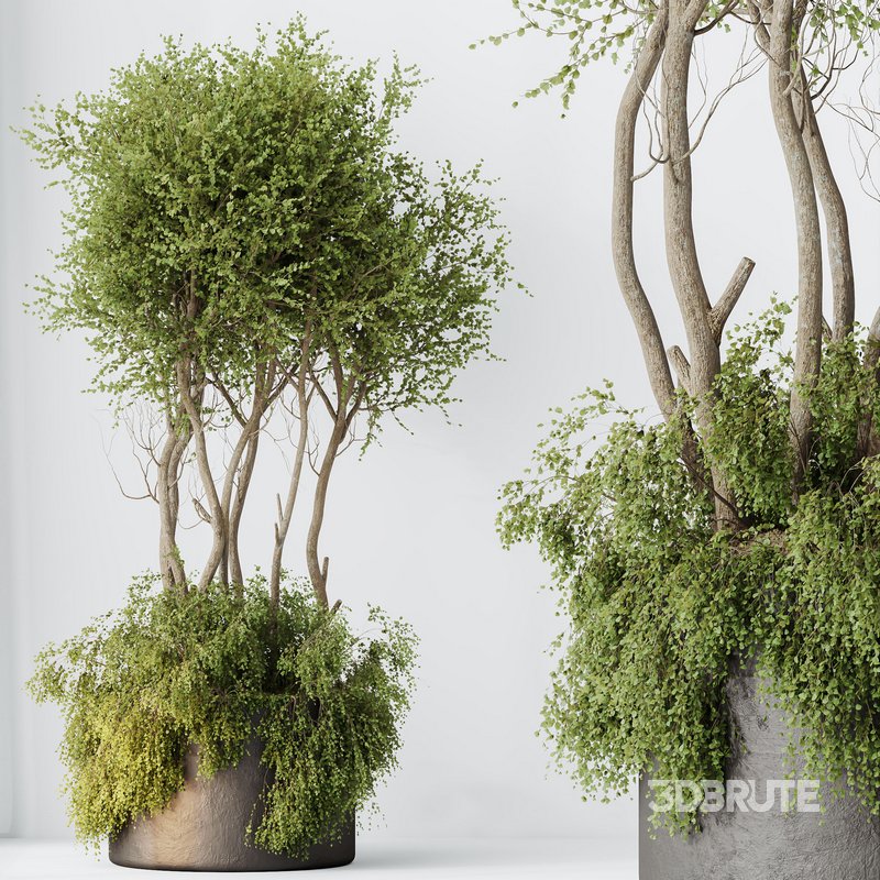 HQ HousePlants Mission Kalamata Leccino Arbequina Wilsonii Chemlali Olive Set 27 Image 3