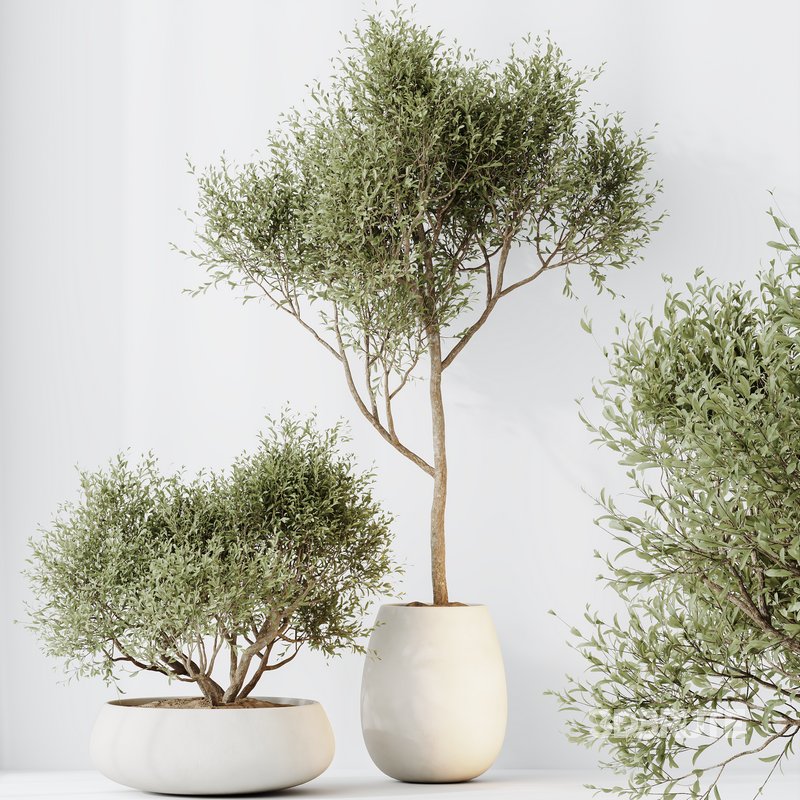 HQ HousePlants Mission Kalamata Leccino Arbequina Wilsonii Chemlali Olive Set 28 Image 3