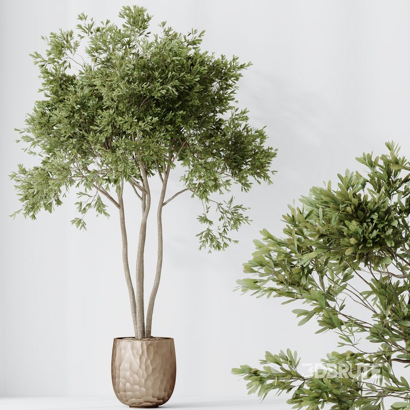 HQ HousePlants Mission Kalamata Leccino Arbequina Wilsonii Chemlali Olive Set 26 Image 4