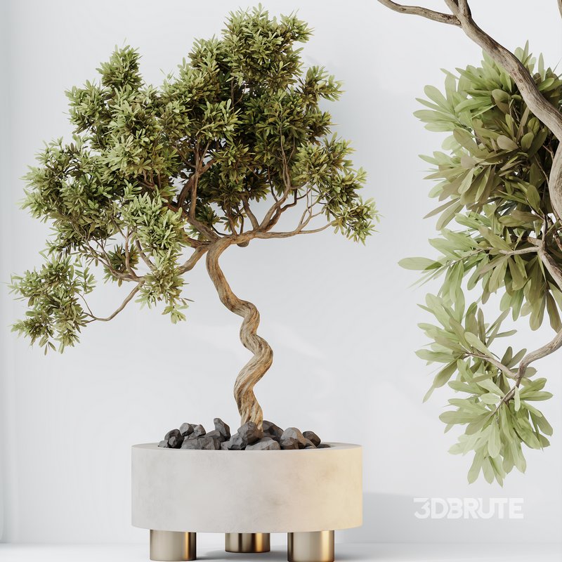 HQ HousePlants Mission Kalamata Leccino Arbequina Wilsonii Chemlali Olive Set 32 Image 3