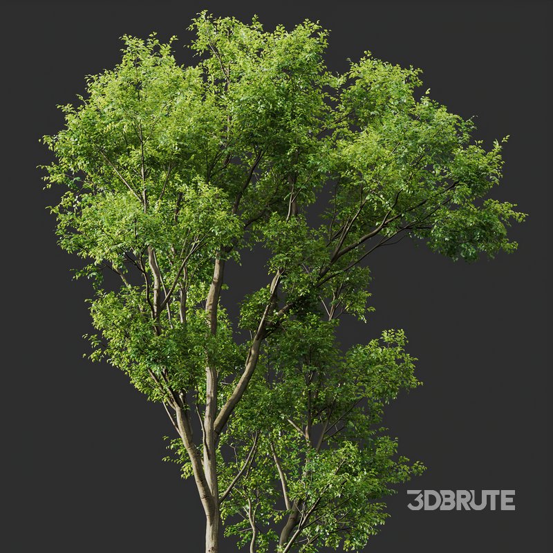 Celtis Australis03 Image 2